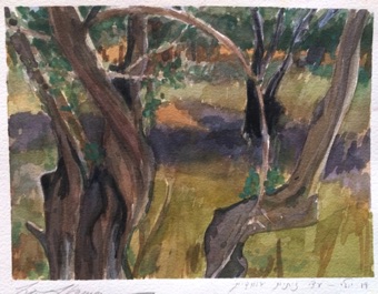 Olive trees Olive trees
